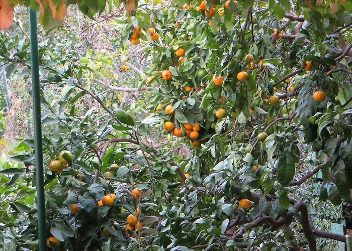 Artina 2 بيت للعطل *